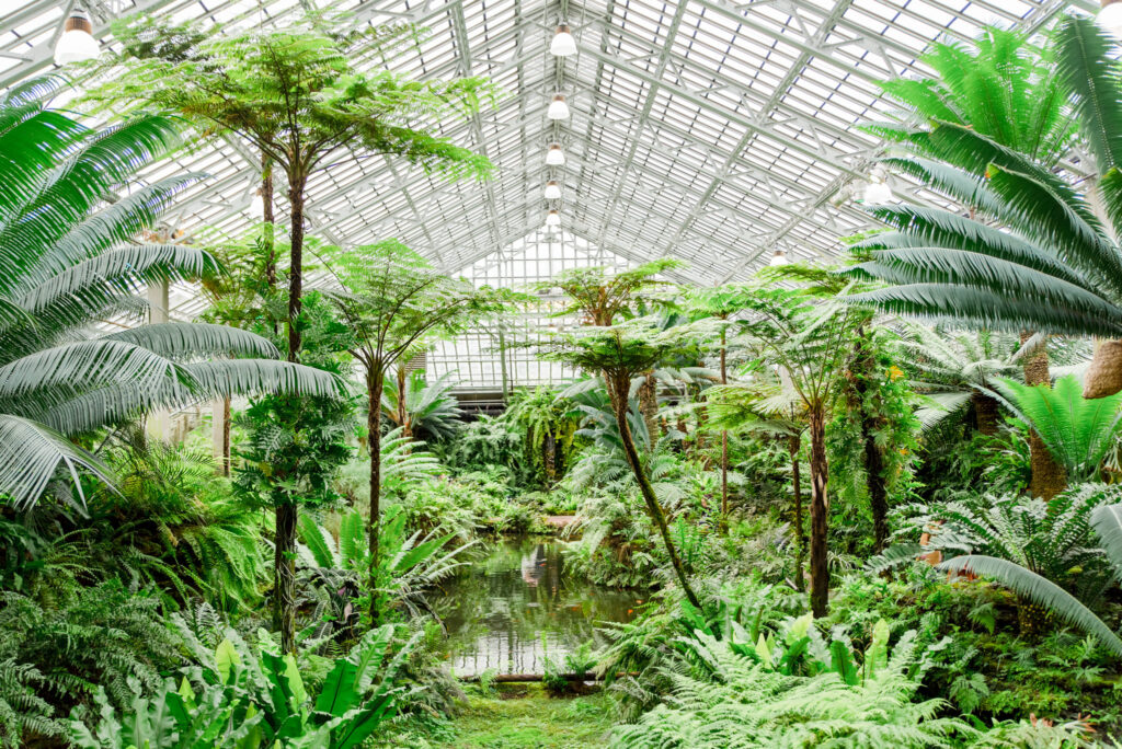 The Fern Room at Garfield Park Conservatory, Chicago IL 