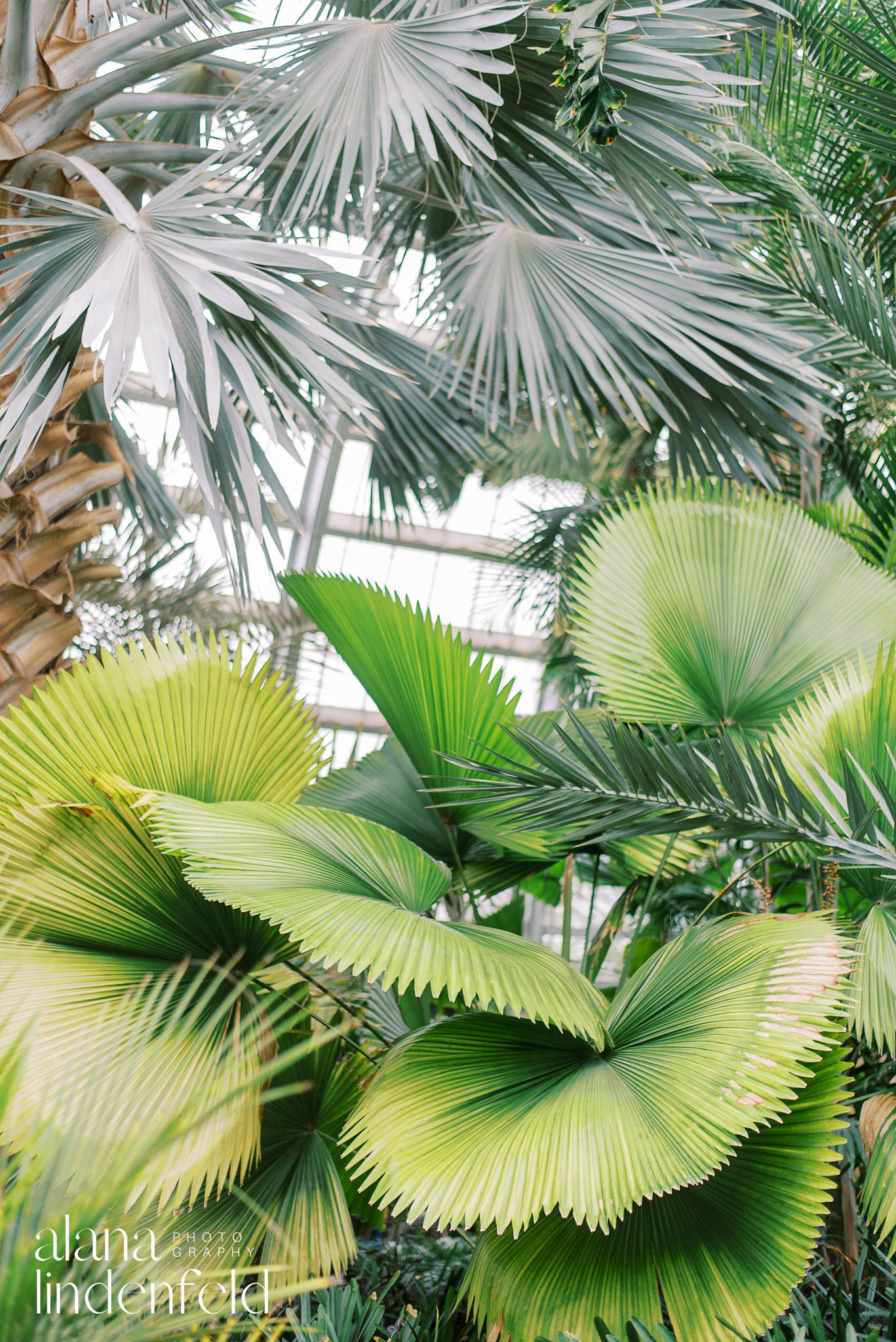palm room at Garfield Park Conservatory